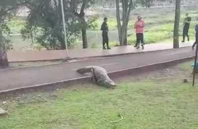 Yakare sale a la zona de mayor concurrencia de personas - Noticde.com