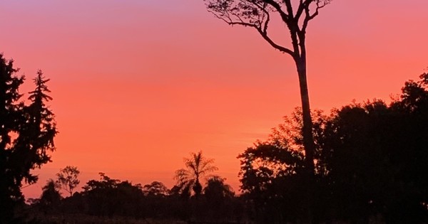 Colosos de la Tierra: el concurso ya tiene inscriptos 63 árboles