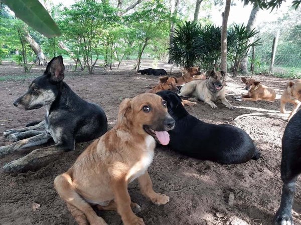Almohadas para salvar refugio de peluditos | Crónica