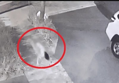 Reapareció en las calles la misteriosa “niña perro” | Crónica
