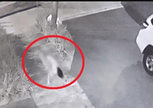 Reapareció en las calles la misteriosa “niña perro” | Crónica
