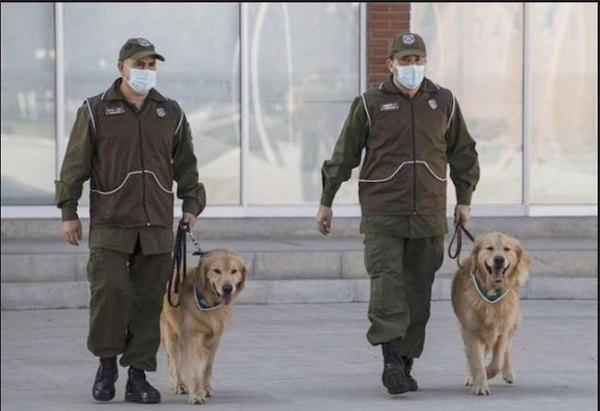 Entrenan a perros para yaguarear si hay casos | Crónica
