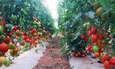 Insuficiente tomate eleva 50% el precio mayorista - Nacionales - ABC Color