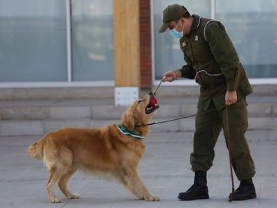 Chile adiestra perros policías para detectar enfermos de Covid-19