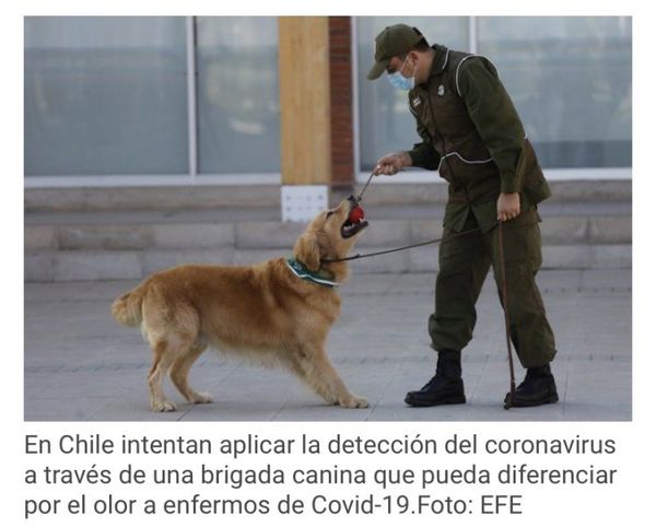 Chile adiestra perros policías para detectar enfermos de Covid-19