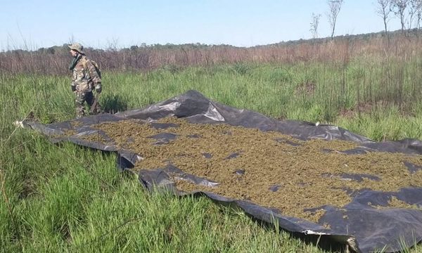 Destruye 12,6 toneladas de marihuana en un operativo de la Senad en estancia de Itakyry – Diario TNPRESS