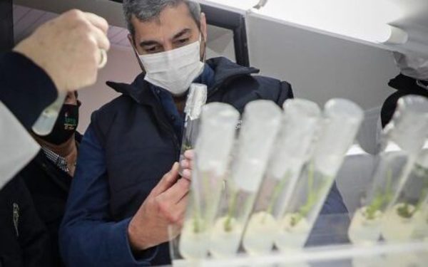 » Apuntan a mejorar producción de plantines de caña de azúcar