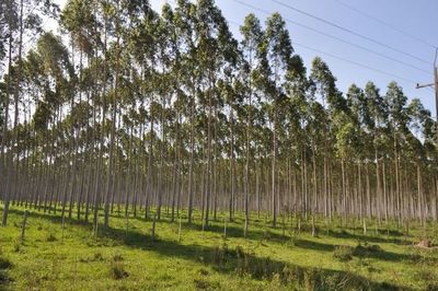 Ven al sector forestal como un rubro positivo para invertir en Paraguay