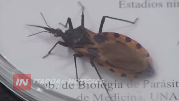 HALLAN INSECTO TRANSMISOR DEL MAL DE CHAGAS EN CAMBYRETÁ