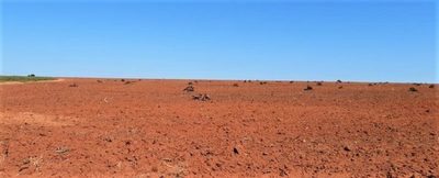 Intervienen propiedad por desmonte de 160 hectáreas de bosque nativo en Canindeyú » Ñanduti