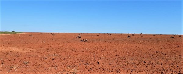 Intervienen propiedad por desmonte de 160 hectáreas de bosque nativo en Canindeyú » Ñanduti