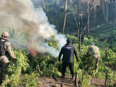 Senad destruye seis hectáreas de marihuana en Amambay