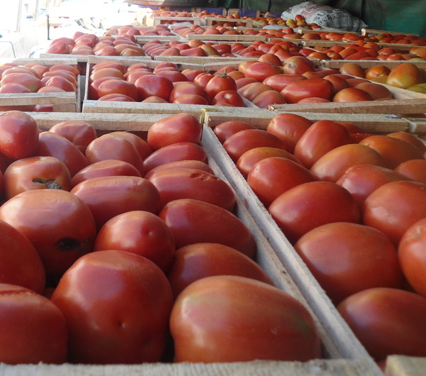 MAG pide a importadores de tomates esperar cosecha nacional