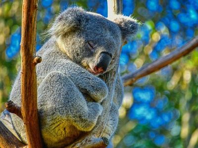 Koalas vuelven a sus hogares tras los incendios forestales en Australia