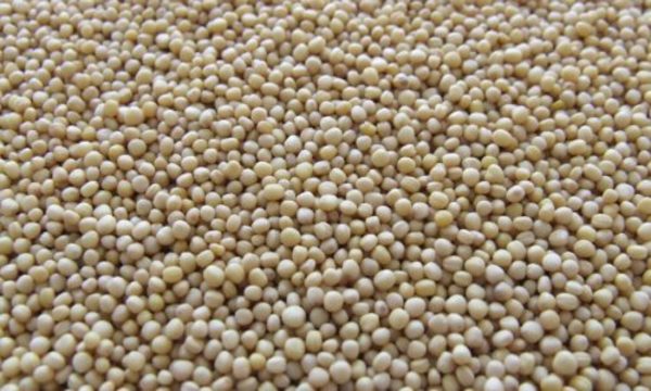 » Crece la exportación de soja al Brasil