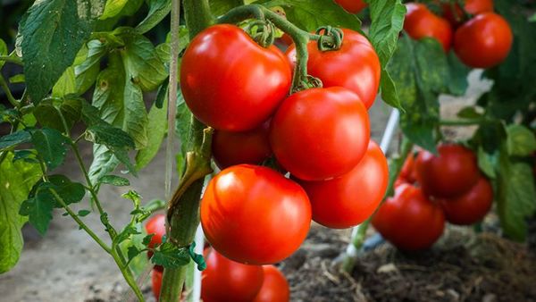 MAG pide a importadores de tomates esperar cosecha nacional