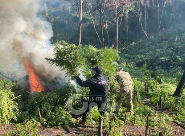 Senad destruye seis hectáreas de marihuana en zona de Fortuna Guazú