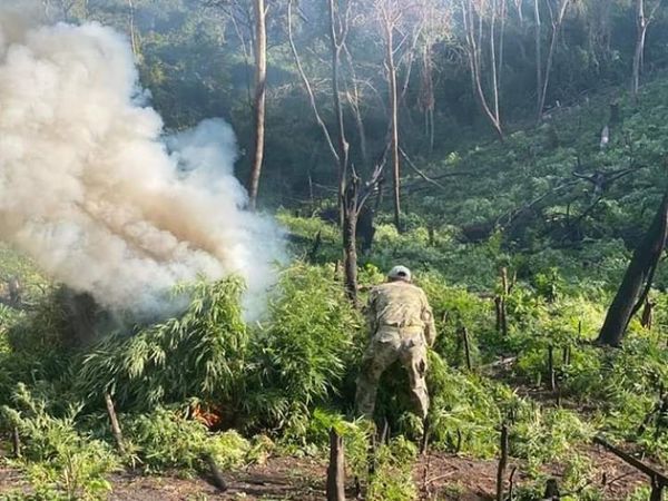 Senad destruye seis hectáreas de marihuana en Amambay