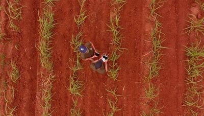 Innovador sistema permitirá que productores reduzcan pérdidas de US$ 32 millones