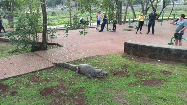 Extenderán vallas en inmediaciones del Lago, piden no agredir a yacarés