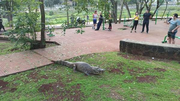 Tras aparición de yacaré, colocarán valla a orillas del Lago de la República