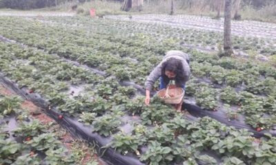 » MAG: Confirman buena producción de fincas familiares en Central