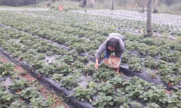 » MAG: Confirman buena producción de fincas familiares en Central