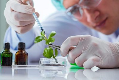Científicos estudiarán la evolución genética de las plantas a través del arte » Ñanduti