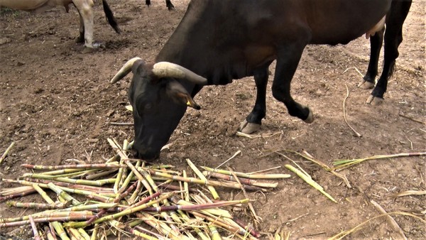 Cooperativa Neuland subvenciona a productores para mitigar impacto económico