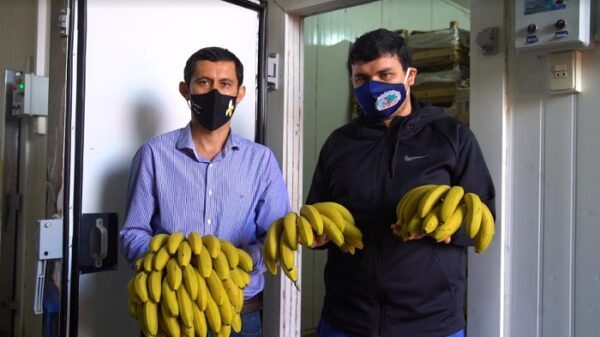 Cadena de súper adquiere lote de bananas de productores locales