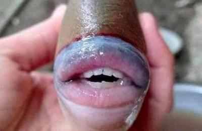 ¿Este pez es real? La extraña imagen que causa dudas en las redes sociales - SNT