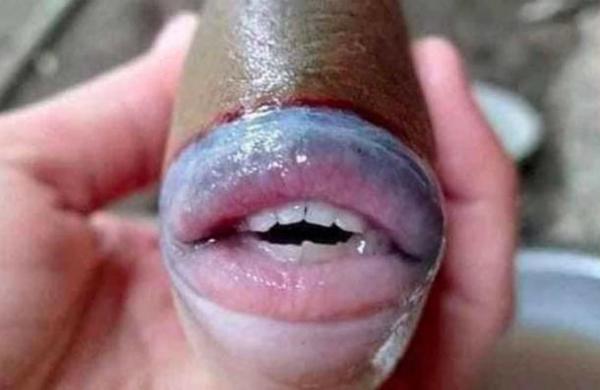 ¿Este pez es real? La extraña imagen que causa dudas en las redes sociales - SNT