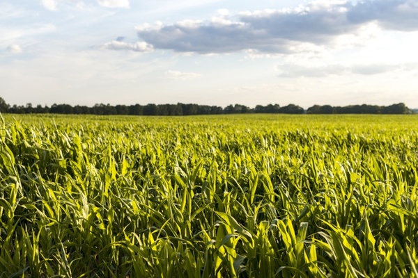 Gobierno argentino rechaza aumentar retención a exportación de granos