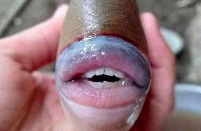 ¿Este pez es real? La extraña imagen que causa dudas en las redes sociales - C9N