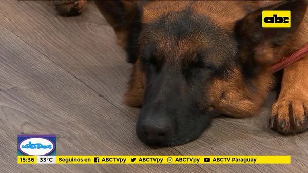 Cómo se desarrolla el sentido del olfato de los perros - Ensiestados - ABC Color