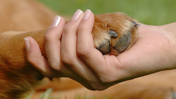 Presupuesto para ayudar a los peludos genera controversias