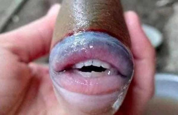 ¿Este pez es real? La extraña imagen que causa dudas en las redes sociales - C9N