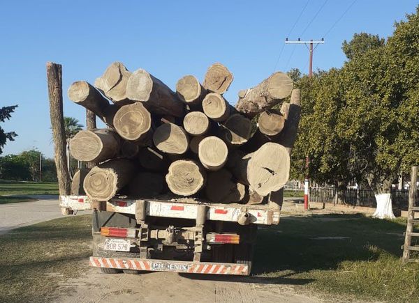 Incautan rollos de palo santo en el Chaco - Nacionales - ABC Color