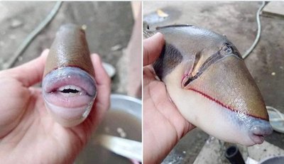 Encontraron un raro pez ¡“besucón”! | Crónica