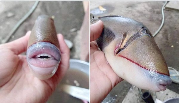 Encontraron un raro pez ¡“besucón”! | Crónica