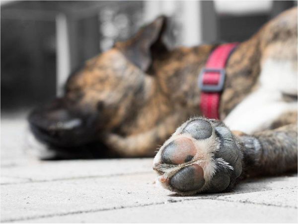 Tajean a perro para robar gallinas
