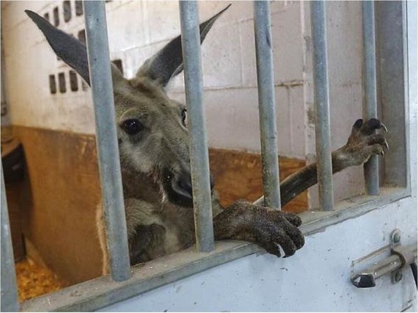 "Detienen" a canguro que paseaba por una ciudad del sur de Florida