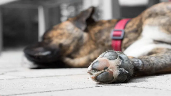 Tajean a perro para robar gallinas