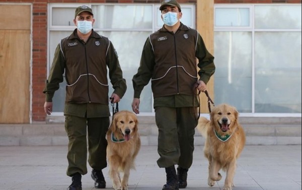 En Chile comenzaron a entrenar perros para detectar a contagiados COVID-19 - Megacadena — Últimas Noticias de Paraguay