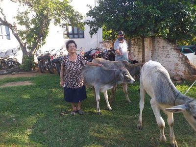 Recuperan tres toros robados a octogenaria - Nacionales - ABC Color