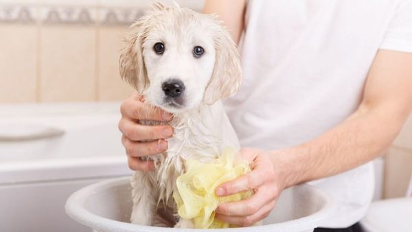 Consejos para bañar a los peludos en casa