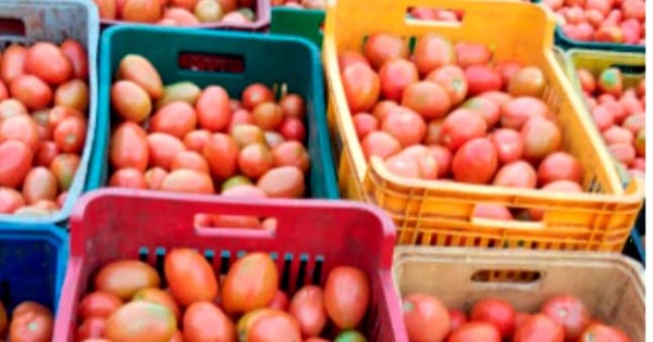 Horticultores ganan más por la suba de precios