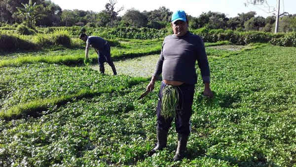 Arrasa “levantol” natural anticovid ndaje | Crónica