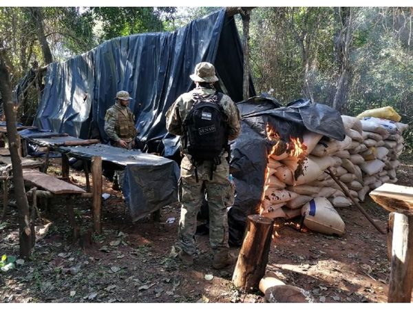 Senad destruye 12 toneladas de marihuana