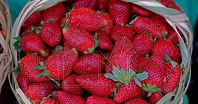 La frutilla en modo covid se adueña de la temporada